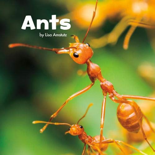 Lisa J. Amstutz / Ants (Children's Picture Book)