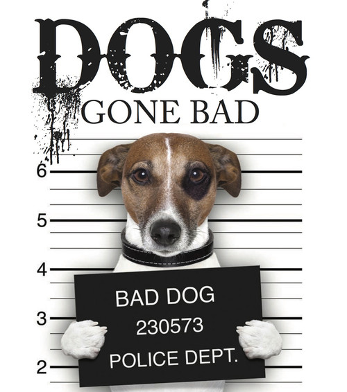 Jack Russell / Dogs Gone Bad (Hardback)