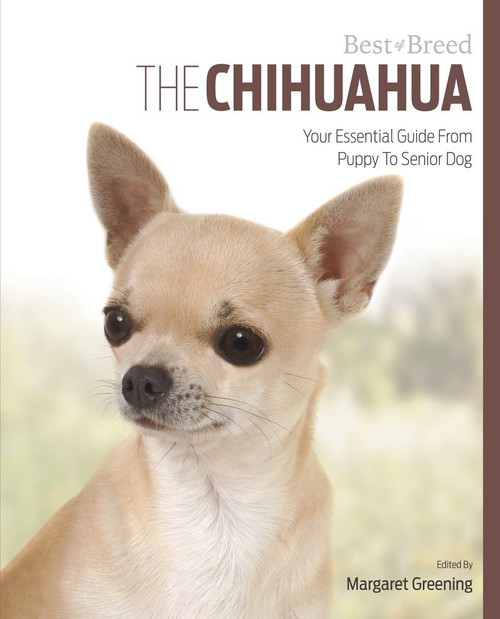 Margaret Greening / The Chihuahua: Your Essential Guide From Puppy To Senior Dog (Coffee Table Book)