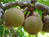 Sapote Chupa 2