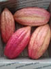 Cacao Pods, Ceremonial, Large