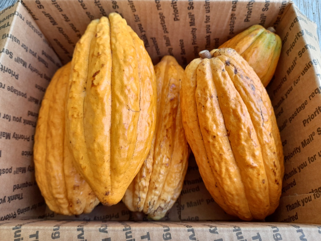cocoa pod kaufen Al Fakher Crown Bar Pod 600 - Light Blue – Basisgerät main image 0