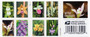 Wild Orchids Forever First Class Postage Stamps