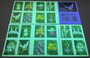 Wild Orchids Forever First Class Postage Stamps