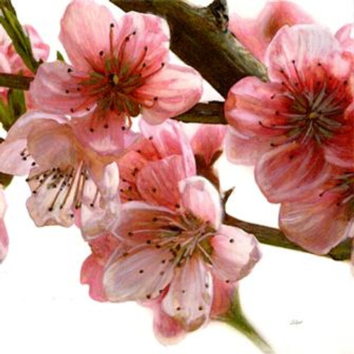 Spring Blossom - Greeting Card