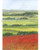 Poppy Field - Card