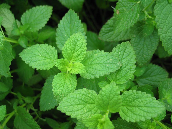 6 Reasons You Need Peppermint Essential Oil in Your Life