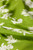 Salerno Silk Dress Green And Ivory