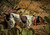 R.A.P.T. 1450 Upland Beeper Expandable Remote Dog Trainer Orange R.A.P.T. 1450 Upland Beeper Expandable Remote Dog Trainer Orange