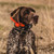 R.A.P.T. 1450 Upland Beeper Expandable Remote Dog Trainer Orange R.A.P.T. 1450 Upland Beeper Expandable Remote Dog Trainer Orange