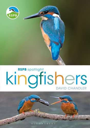 RSPB Spotlight Kingfishers 9781472987617 Paperback