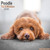 Poodle (Toy & Miniature) Calendar 2026  Square Dog Breed Wall Calendar - 16 Month 9781804606773 Calendar