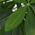 Artificial Fortune Tree Plant with Pot 33.5" Green A949-244448