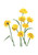 Flower Artwork / Wall Art