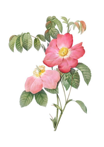 Wildflower Art Print - Nature-Inspired Home Decor - Flower Posters(Print Only) - Art. 30005