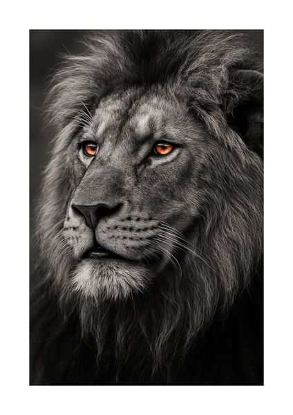 The Wild King Lion Wall Art Print (Print Only) - Art. 30010