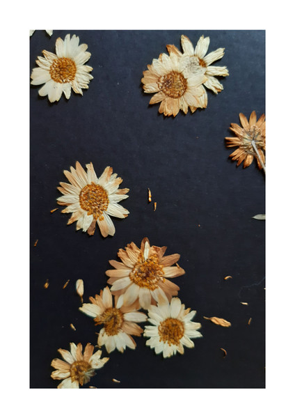 Flower Artwork / Wall Art
