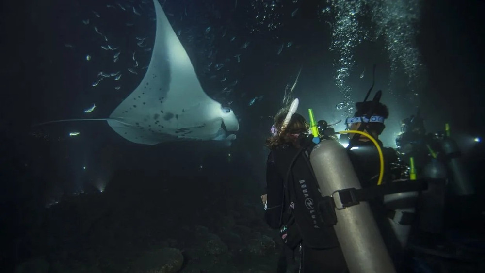 PADI Night Diver