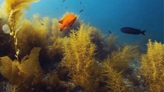 PADI Underwater Naturalist