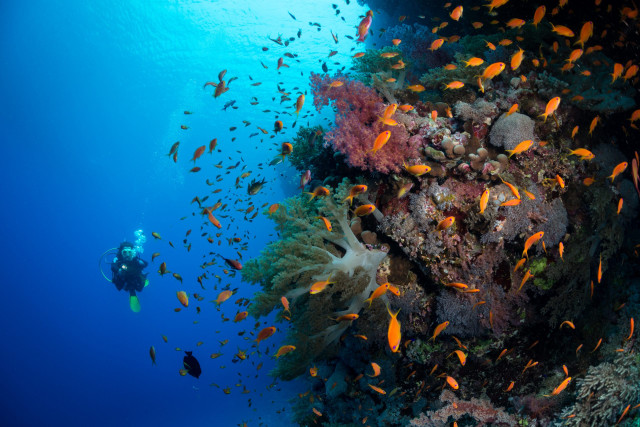 NAUI Deep Diver