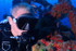 IANTD Advanced Recreational Trimix Diver