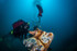 NAUI Search & Recovery Diver