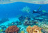 NAUI Open Water Scuba Diver