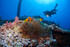 NAUI Advanced Open Water Scuba Diver