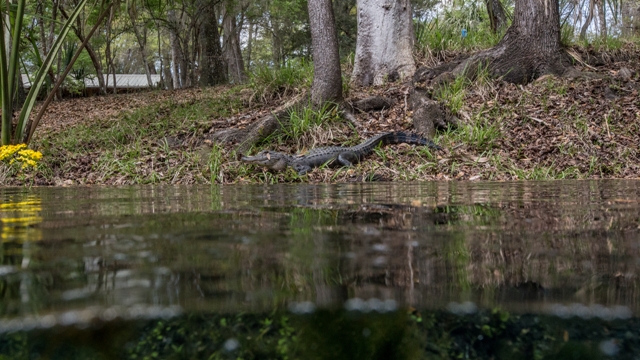 manatee-gator.jpg manatee-gator.jpg