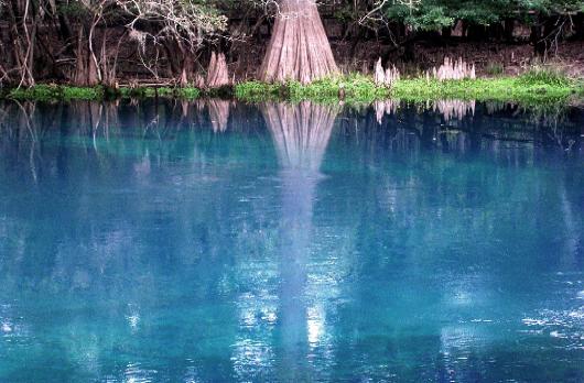 Manatee Springs