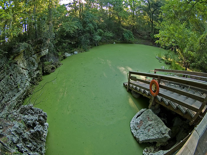 Orange Grove with duckweed