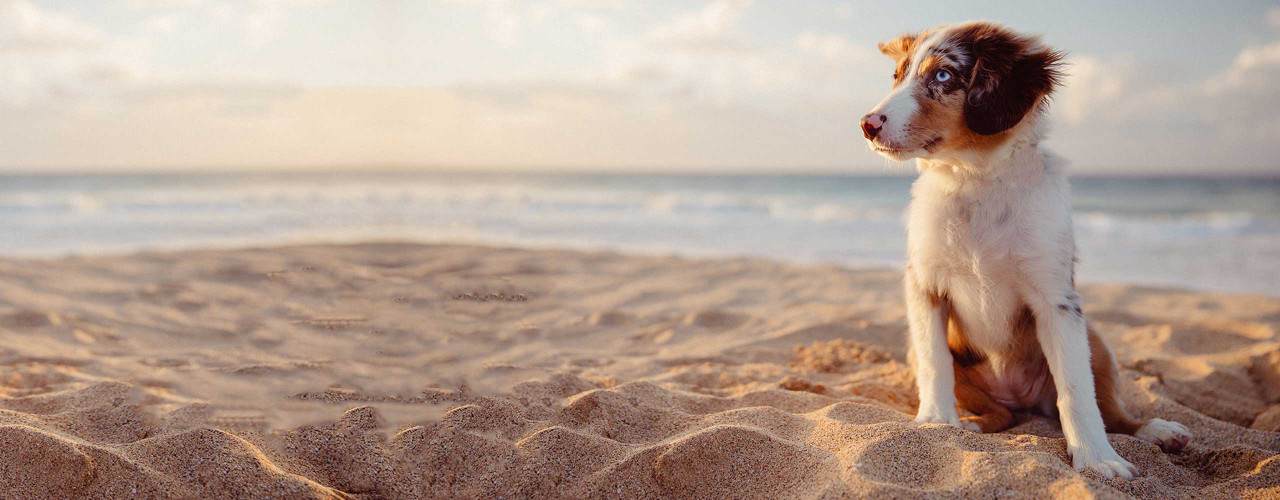 Spoil your dogs this christmas and save