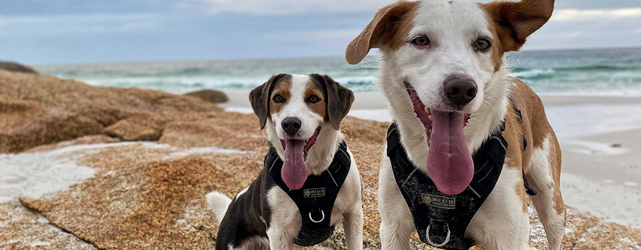 Subscribe for 20% off your first order