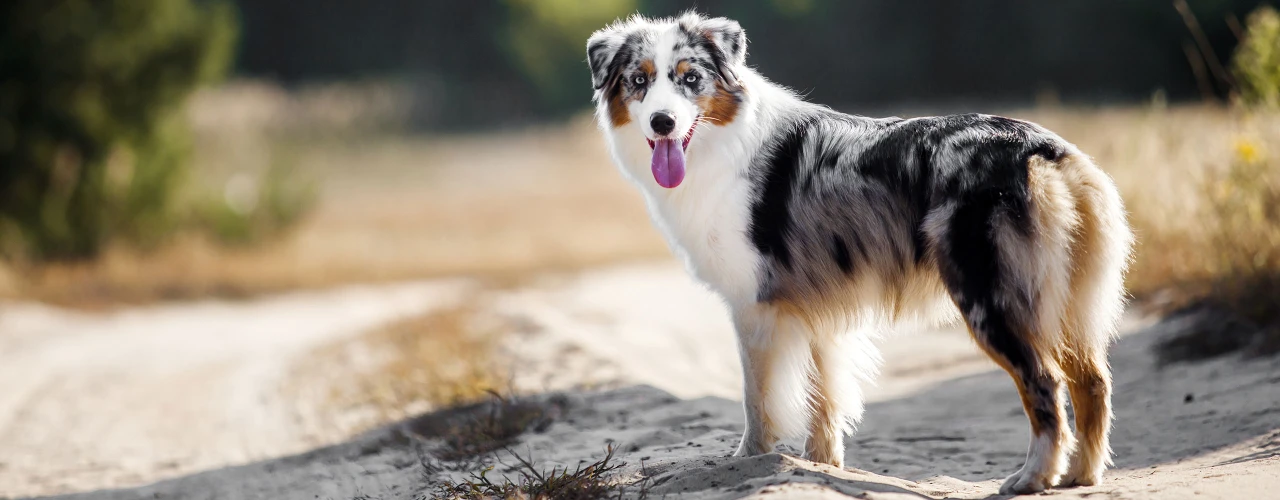 Premium Practical Dog Gear Designed For Every Adventure