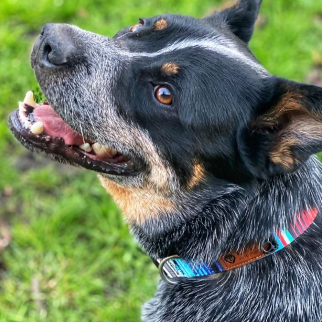 Wolf I Gaucho Dog Collar Free Shipping Orders $100+