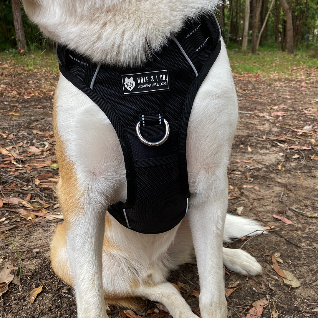 Dog Harness Extra Large No Pull Dog Harness Black Dog