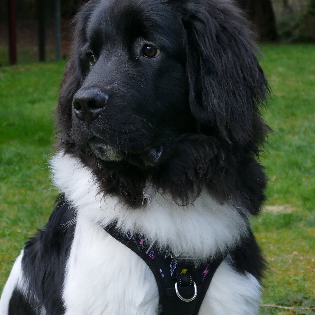 newfoundland no pull harness