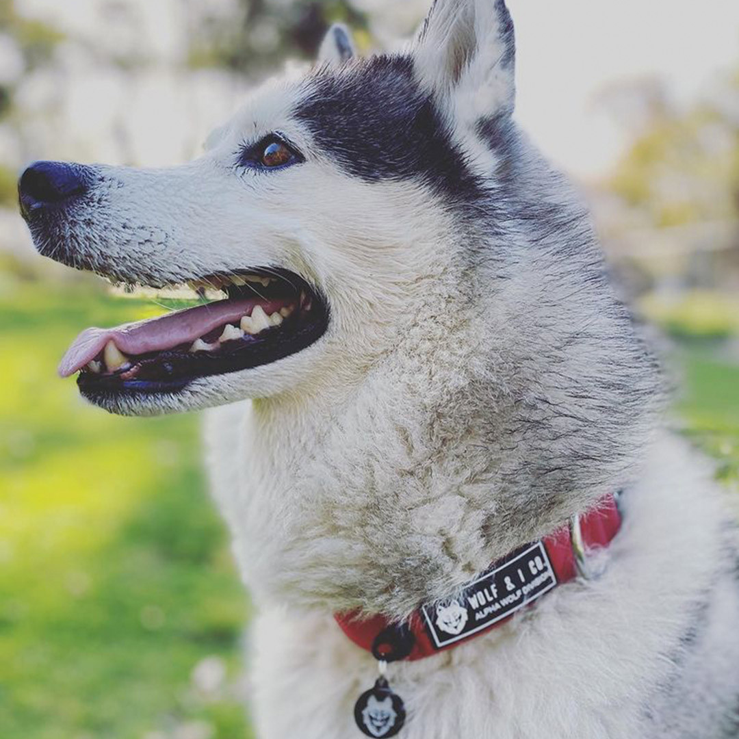 Wolf I Tactical Dog Collar For Big Dogs Shop Online Now