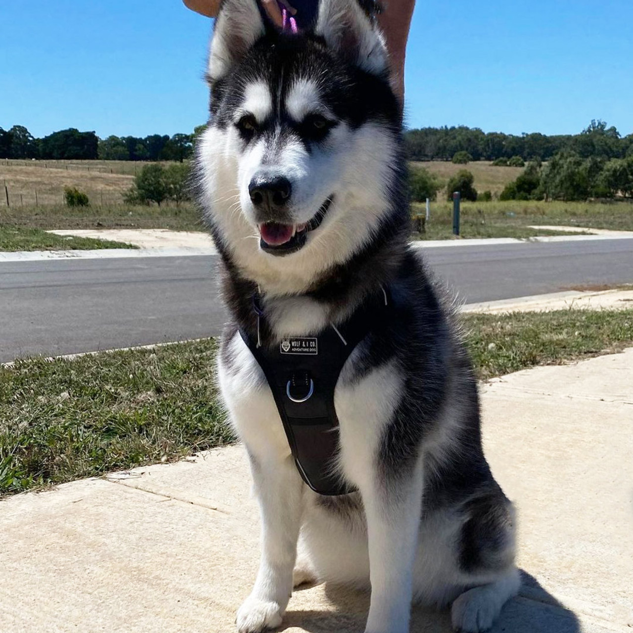 Best no pull hot sale harness for malamute