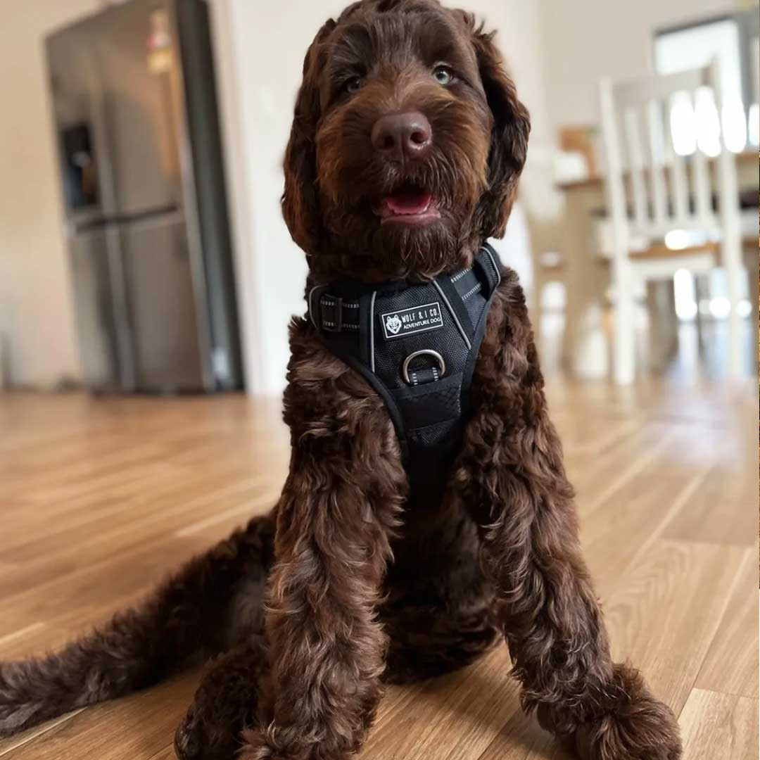 Dog Harness Medium No Pull Dog Harness |Black Dog Harness Wolf