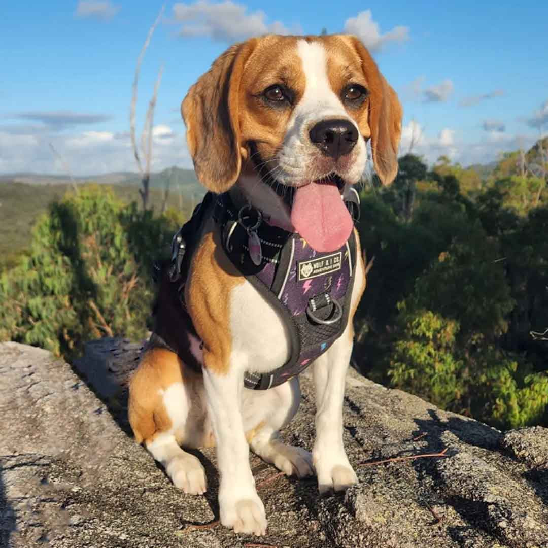 Bestselling Heavy Duty No Pull Dog Harness Shop Online Now