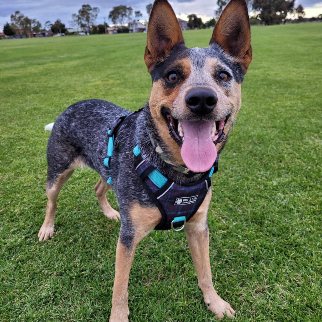 Dog Harness Wolf I No Pull Dog Harness Large Dog Harness