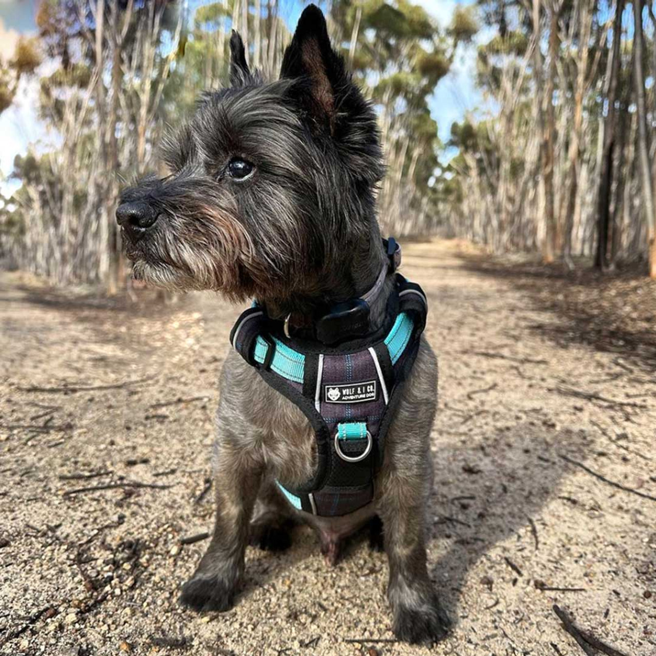 Best harness shop for cairn terrier