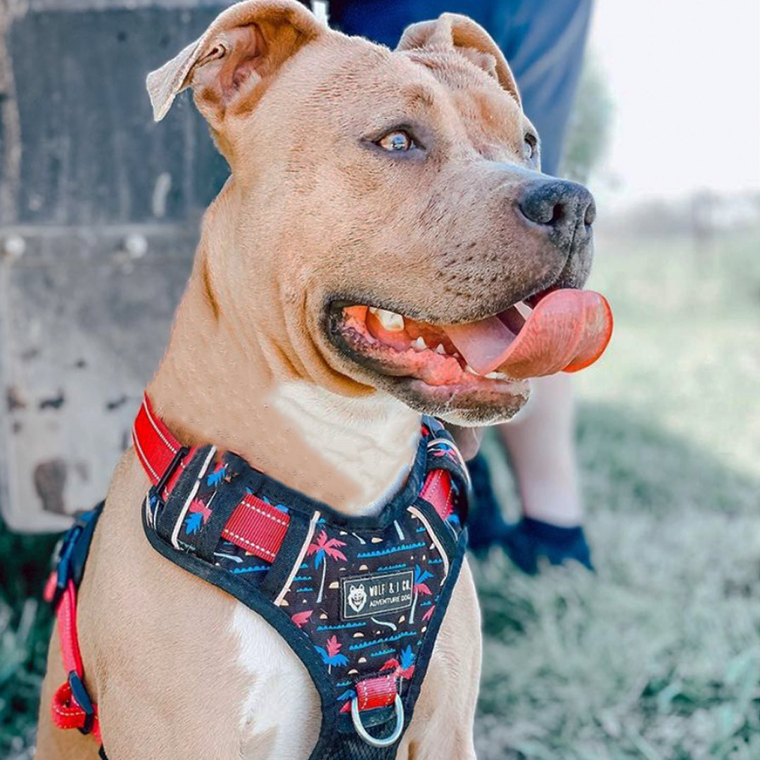Best Harness Pitbull Harness For Pulling Pitbull Puppy Best