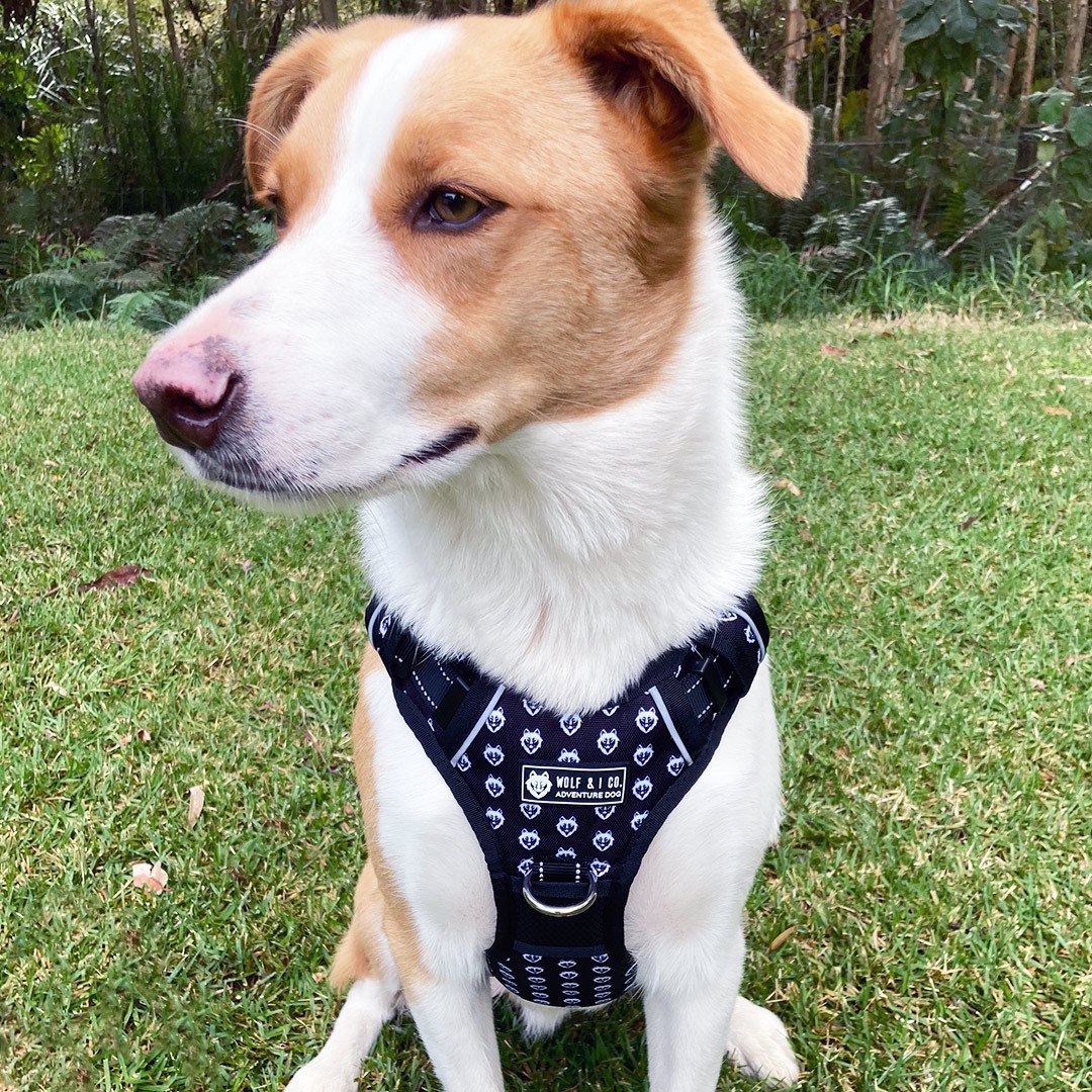 wolfpack dog leashes