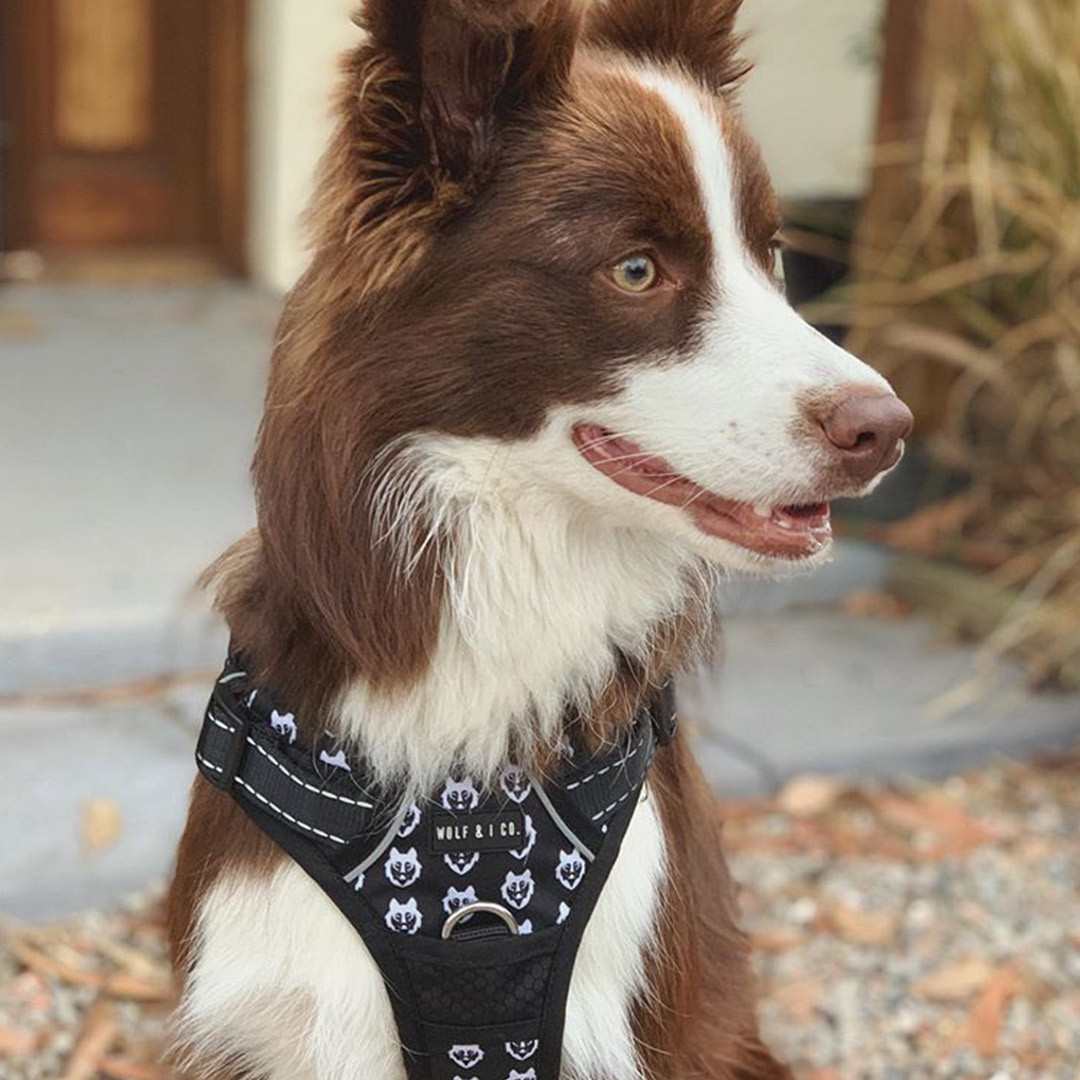 Harness For Growing Puppy
