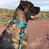 Ellie kicking off her weekend adventures in her new Wolf & I Co. tactical dog collar and matching blue dog leash!