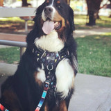 Koda the Bernese Mountain Dog loves to go on his daily walks in his Wolf & I Co. Thunderbolt No Pull Dog Harness in Extra Large.