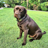 Huey the chocolate labrador wears the Lone Wolf Tactical Collar.