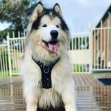 Storm looking so cute in the Wolf & I Co. Thunderbolt No Pull Dog Harness.